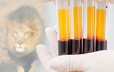 梅林生物医学正在帮助非洲狮物种的延续